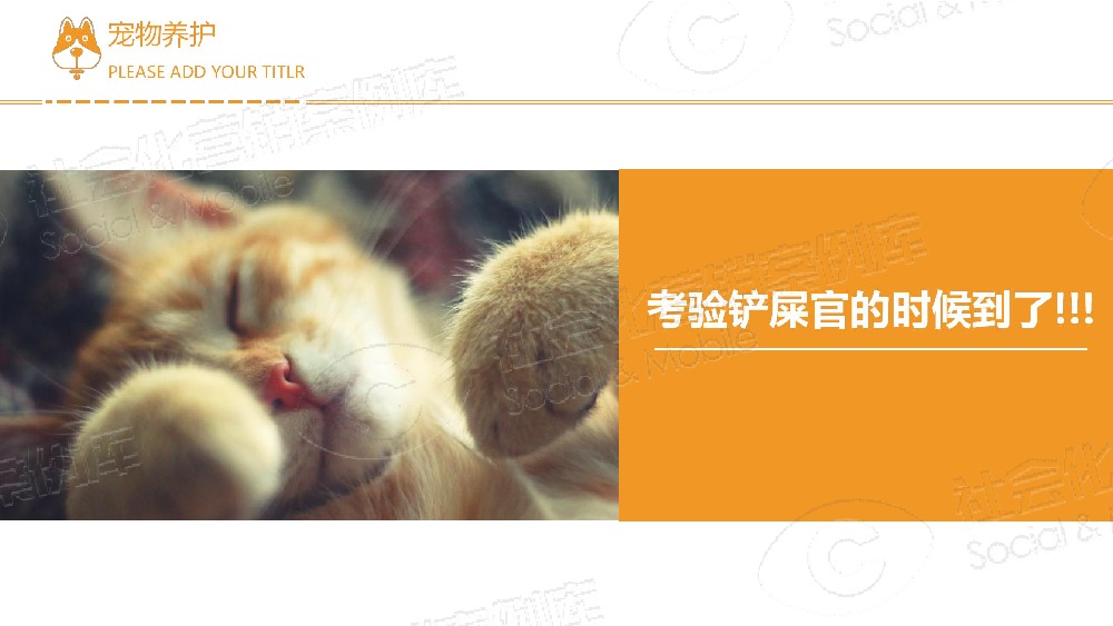 社会化营销案例库,小狸奴百物语--网红喵的成名